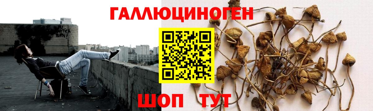 Галлюциногенные грибы Psilocybine cubensis Кстово